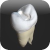CavSim : Dental Cavity Preparations Free