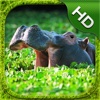 Hippopotamus Simulator - HD