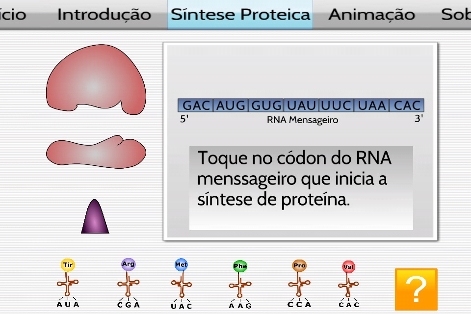 Síntese Proteica screenshot 2