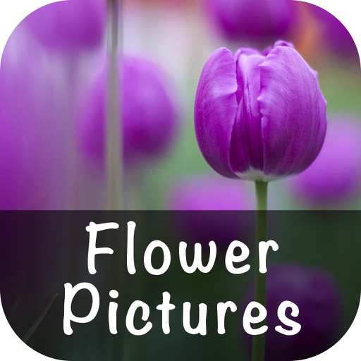 Flower Pictures Wallpapers
