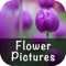 Use this Flower Pictures Wallpaper Free for your iPhone and iPad to make your phone beauty