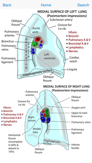 Instant Anatomy Flash Cards(圖4)-速報App