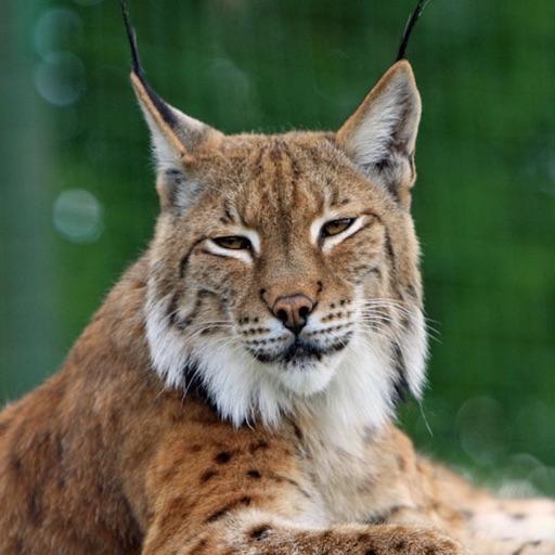 Bobcat - Lynx Sound Effects - The Best High Quality Sounds and Ringtones Out There icon