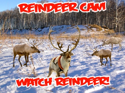 ReindeerCam - Watch Santa's Reindeer & More screenshot 4