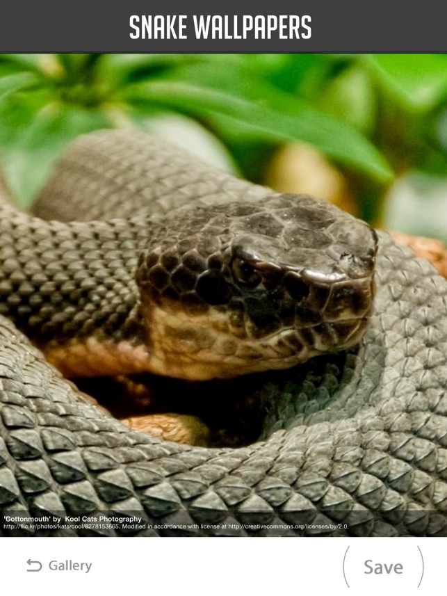 Snake Wallpaper on the App Store Snake Wallpaper on the App Store