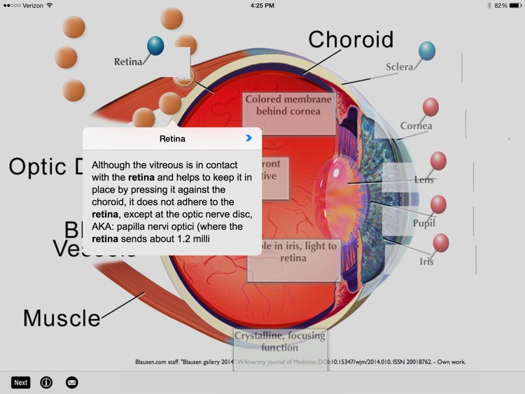 SLC: Anatomy and Physiology
