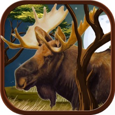 Activities of Moose Hunter 2015