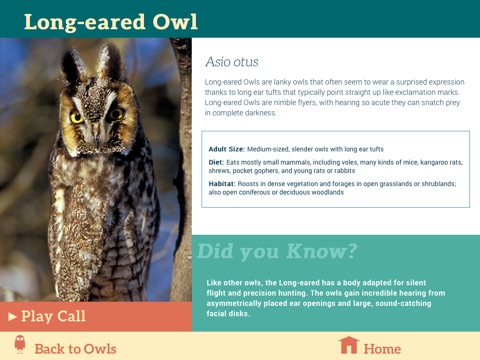 Owls & Bats of Los Alamos screenshot 3