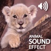 Amazing Sounds Effect