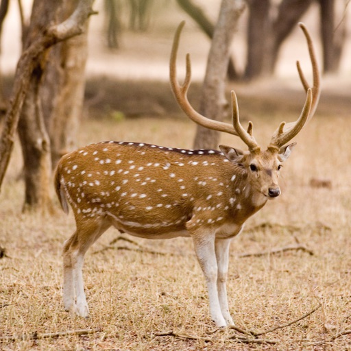 Deer Hunting Adventure Sniper icon