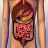 Human Digestive System Trivia Game