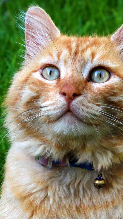 Cat Wallpapers: Retina Display HD Backgrounds screenshot-3