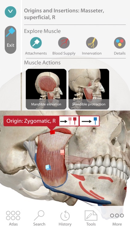 Human Anatomy Atlas 7 for Springer – 3D Anatomical Model of the Human Body screenshot-4