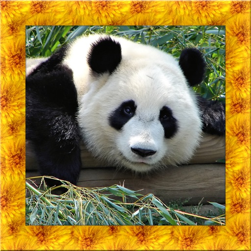 Panda Simulator 3D