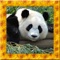 Panda Simulator 3D