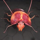 Roach Rage HD