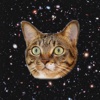 Cats In Space!