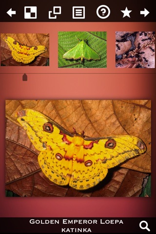 Insect Collection screenshot 2