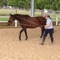 This app has over 300 tuitional video lessons on how to train a horse
