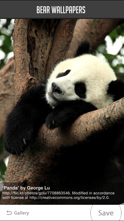 Bear Wallpaper screenshot-4