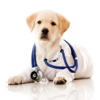 Dog Health