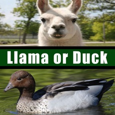 Activities of Llama or Duck