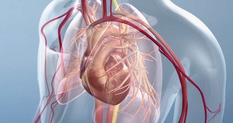 ERC AR Heart