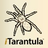 iTarantula