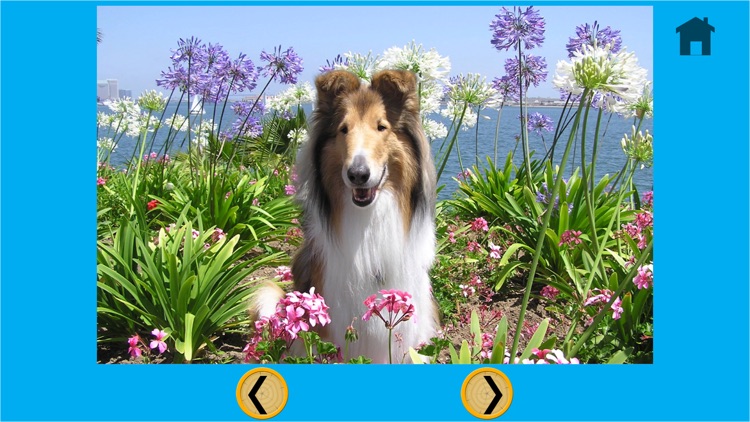 dogs and games for kids - free game