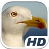 Seagull Bird Simulator HD Animal Life