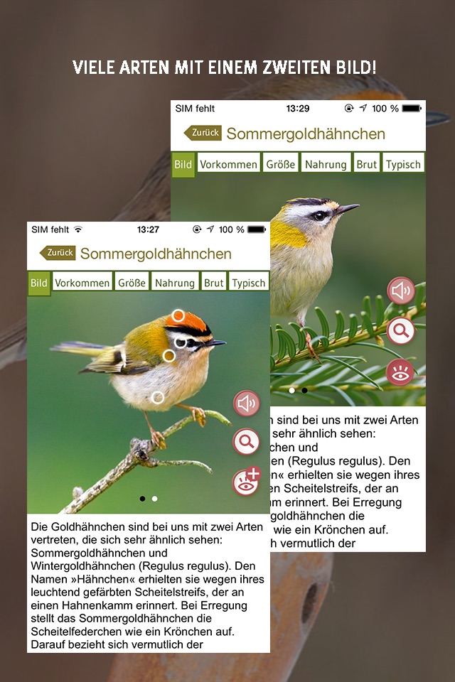Vögel bestimmen – erkennen Sie heimische Vogelarten in der Natur und im Garten an Stimme, Gefieder und Lebensraum screenshot 3