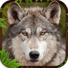 Activities of Wolf Simulator 3D Game