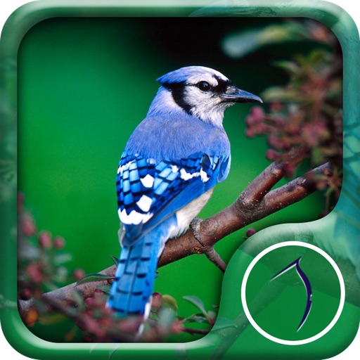 Birds Wallpaper: HD Wallpapers iOS App