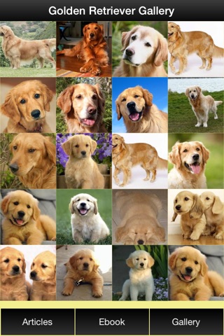 Golden Retriever Guide - Everything You Need To Know About Golden Retriever ! screenshot 2