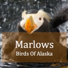 Top 29 Entertainment Apps Like Alaska Bird Watching - Best Alternatives