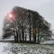 With WinterTreeId you can identify and learn about all the trees of the British countryside during winter
