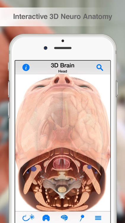 Pocket Brain