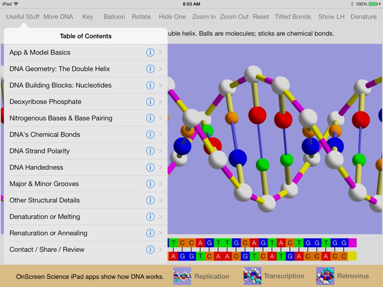 OnScreen DNA Model