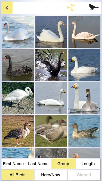 Birds of the Netherlands: A Field Guide from iSpiny