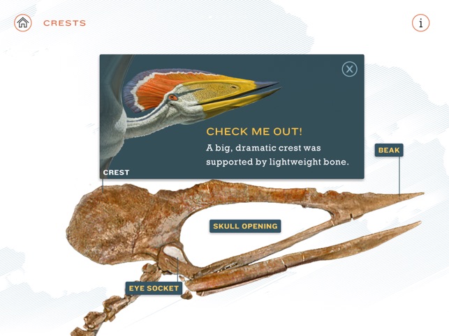 Pterosaurs: Flight in the Age of Dinosaurs(圖5)-速報App