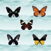 ButterFly - Create Butterfly Photo