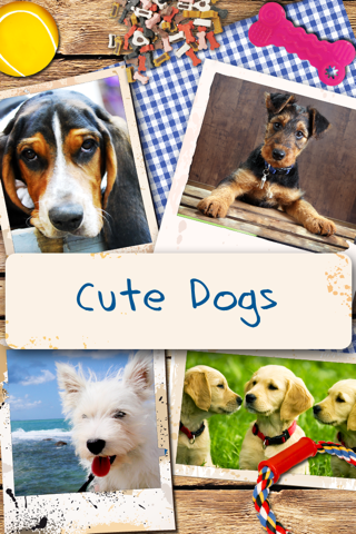 Dogs - Everything for Dog Lovers! - náhled