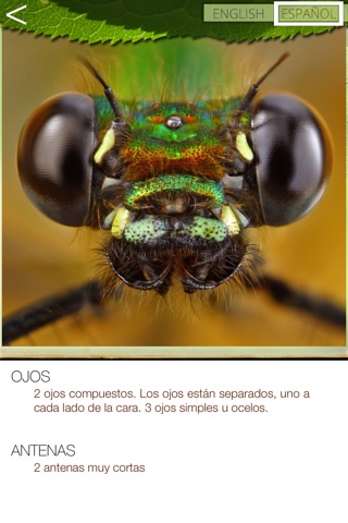 Common Insects screenshot 3