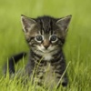 Amazing Kitten Tap Puzzles - free for iPad