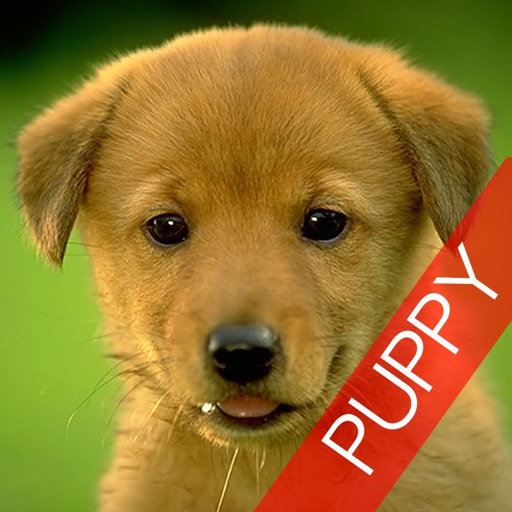 Dogs & Puppies Wallpapers for iPhone - LITE icon