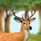 Deer Run From Wild Hunters (Pro)