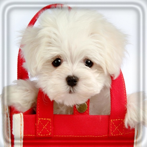 Cute Doggy wallpapers & e-cards icon