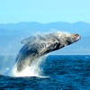 Whale Species: Giants of the Deep