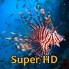Tropical Fish Retina Super HD 2048 for new iPad