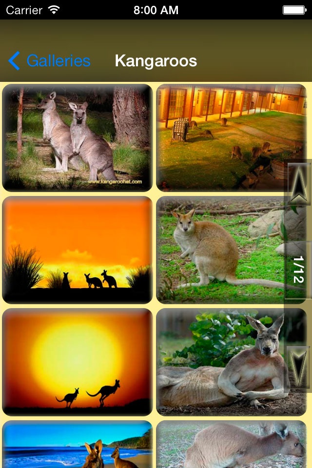 Animals Backgrounds and Wallpapers screenshot 2